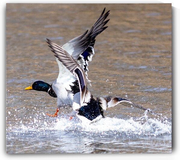 Dominance  by Vividscope