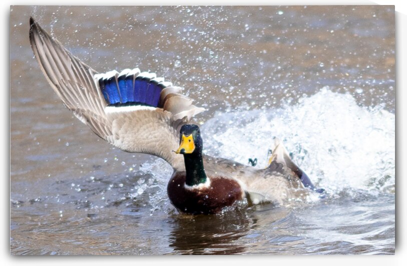 Right Turn by Vividscope