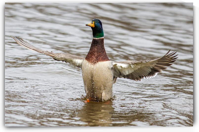 Ballet  by Vividscope