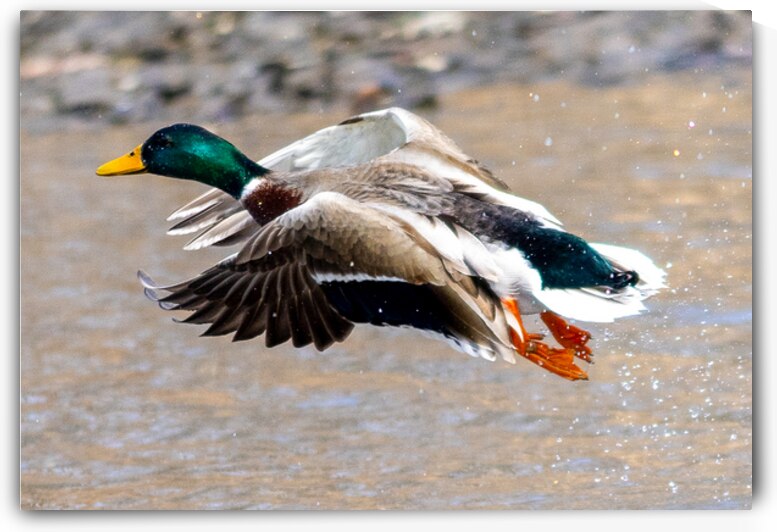 Beginning Flight by Vividscope