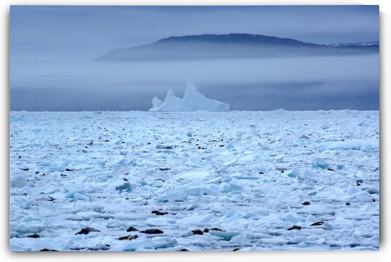 Goose cove seals 6 by Dustin Carroll