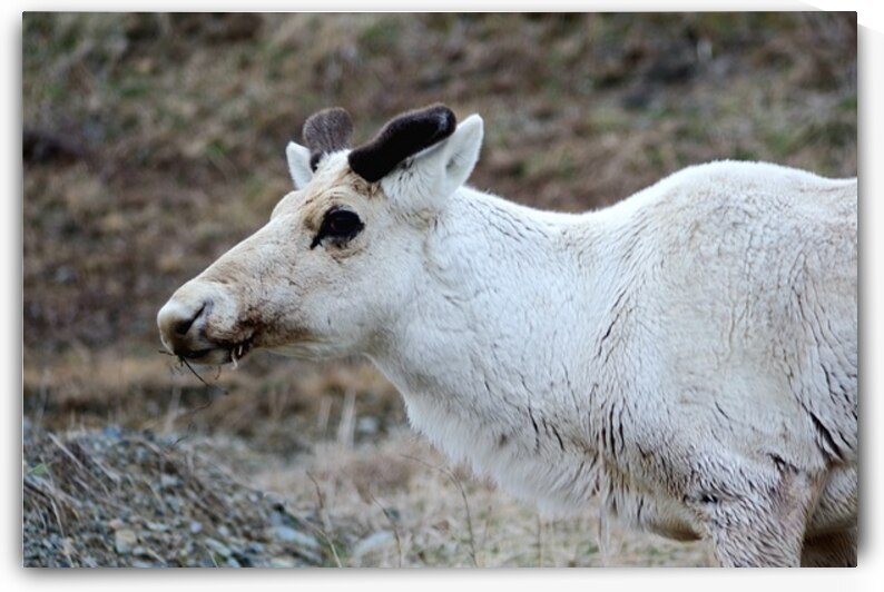 White Wanderer  by Dustin Carroll