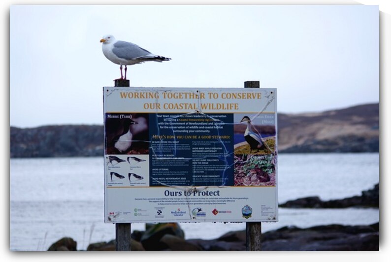 Seagull advocate 2 by Dustin Carroll