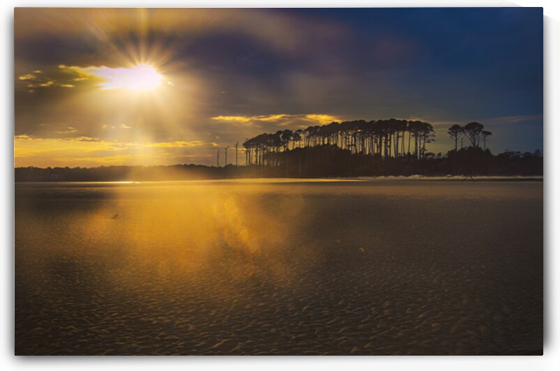 Myrtle Beach Point Tree Sunset by Norma Brandsberg Photography