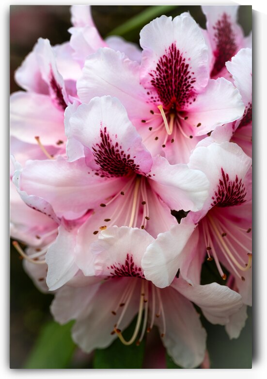 Pink & White Hibiscus Bloom Close Up by Abigail Diane Photography