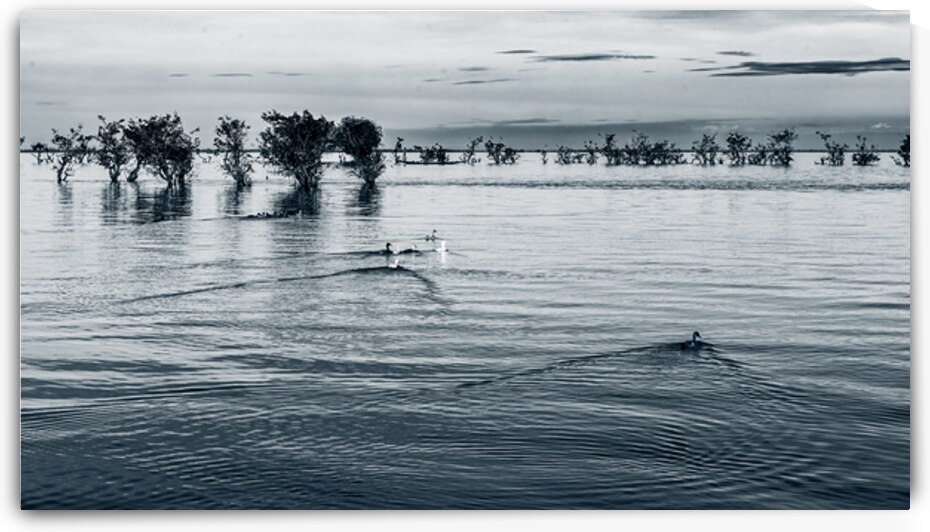Duck on Haor by Mohiuddin Ahmed