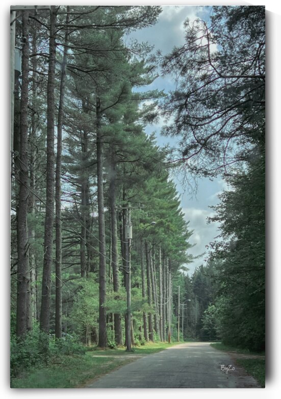 Lined Trees Art Print - Adirondack Mountains  by By:Zo Art Print Collection   by Maria Desnoyers