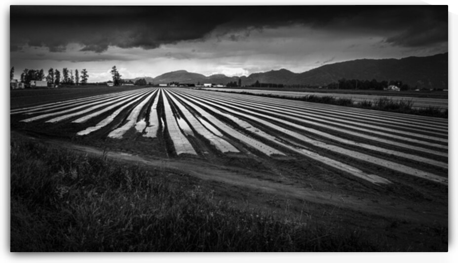 farm land by Mohiuddin Ahmed