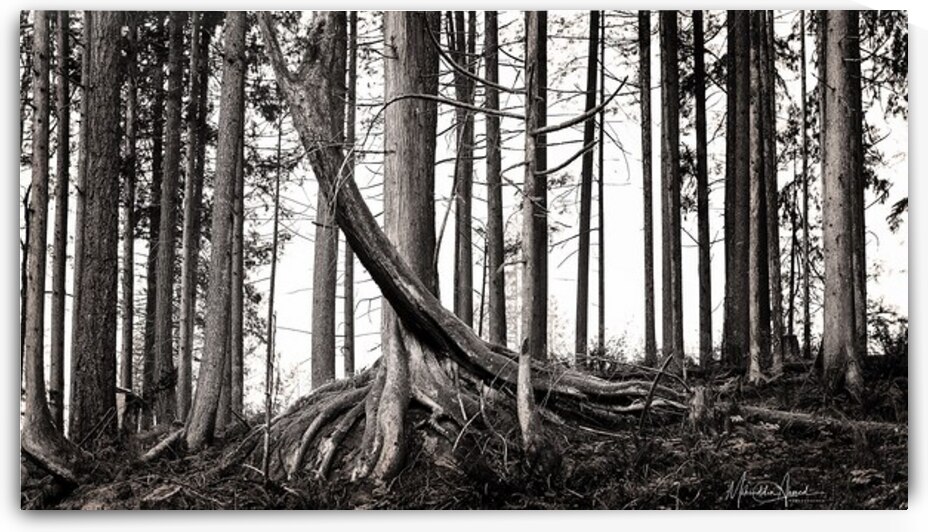 Tree by Mohiuddin Ahmed