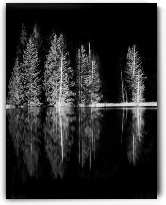 Reflection tree 1 by Mohiuddin Ahmed