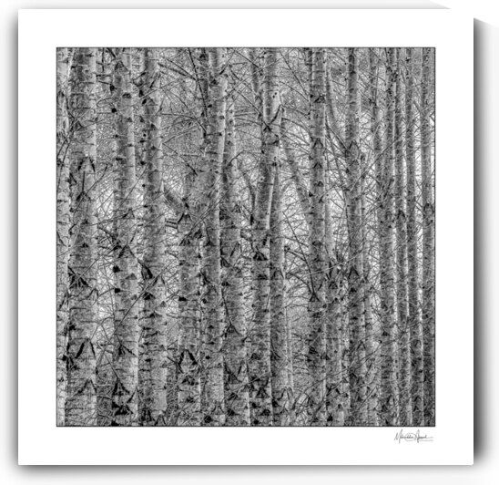 treeBW by Mohiuddin Ahmed