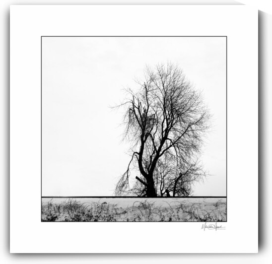 Tree in fog by Mohiuddin Ahmed
