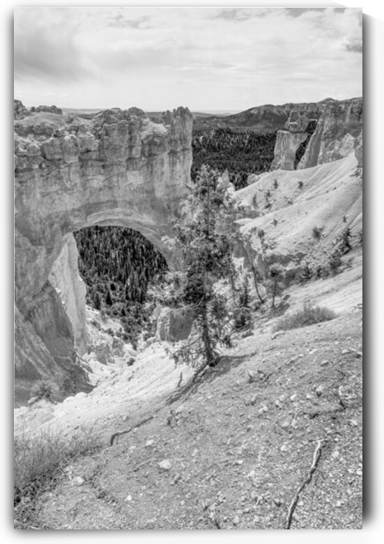 Bryce Canyon Natural Bridge Vertical Grayscale by Jennifer White