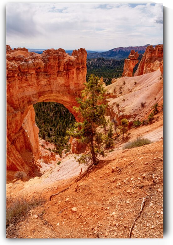 Bryce Canyon Natural Bridge Vertical by Jennifer White