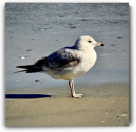 Good Morning Sunshine by Bill Swartwout Photography