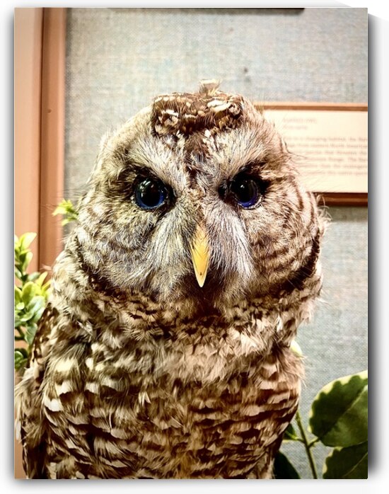 Owl in a Hotel by Bill Swartwout Photography