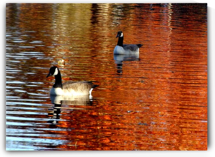 CarleenCliftonBragg Autumn Ducks by Carleen Bragg