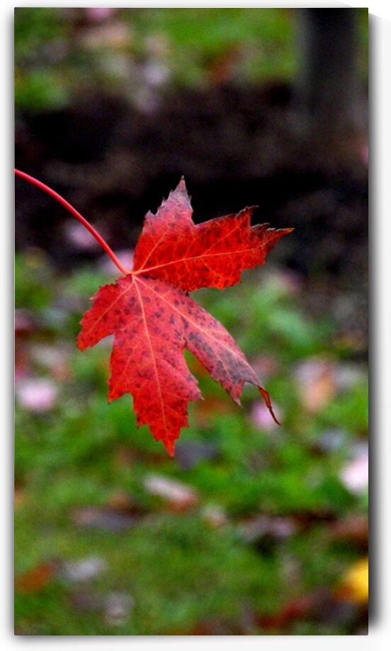 CarleenCliftonBragg LoneAutumnLeaf by Carleen Bragg