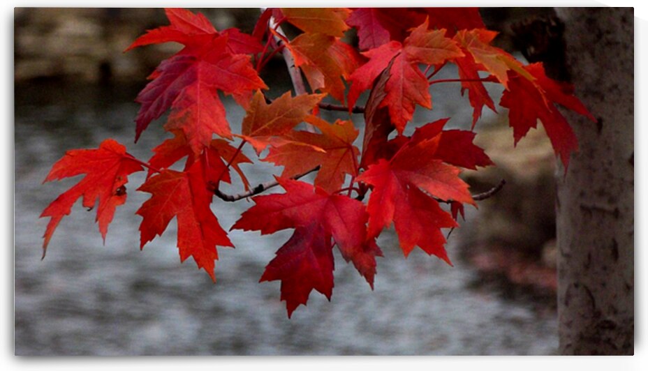 CarleenCliftonBragg AutumnLeaves by Carleen Bragg