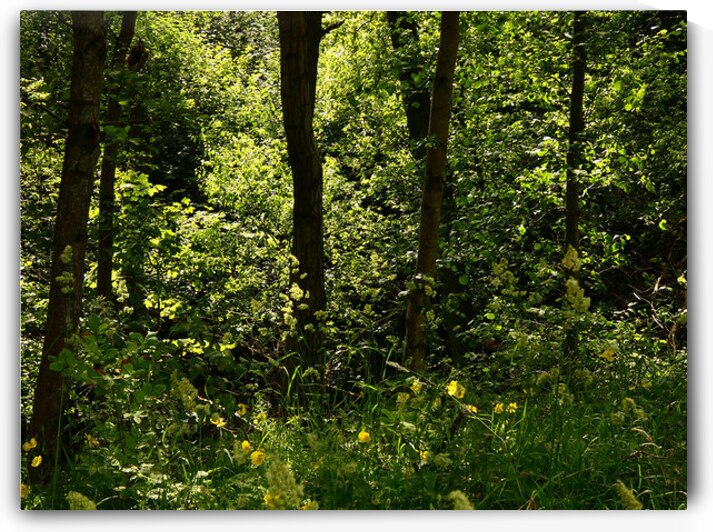 Forest of the Heart in the Scottish Highlands  by Catriona Roberts Nature Photography and Designs