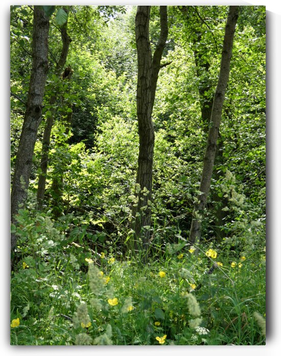 Forest Spring in the Scottish Highlands by Catriona Roberts Nature Photography and Designs