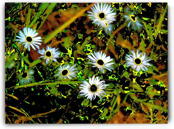  Abstract Daises                                                                                                                      by Catriona Roberts Nature Photography and Designs