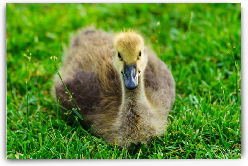 Canada Gosling Resting by Jennifer White
