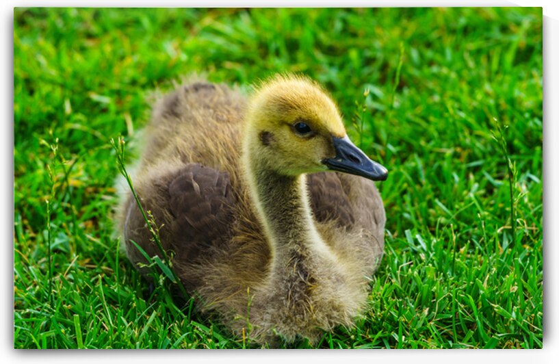 Canada Gosling In The Grass by Jennifer White