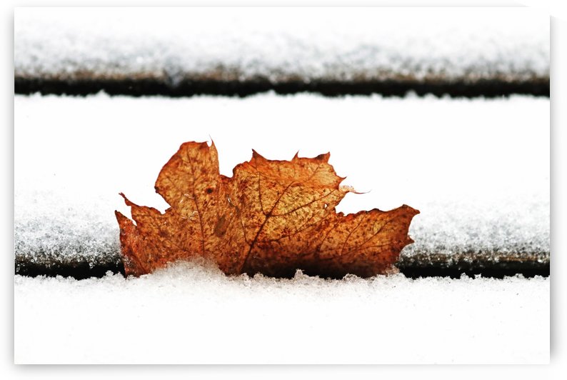 Simply Winter by Deb Oppermann