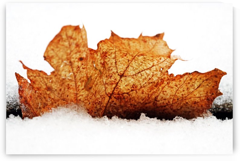 Trapped by Deb Oppermann