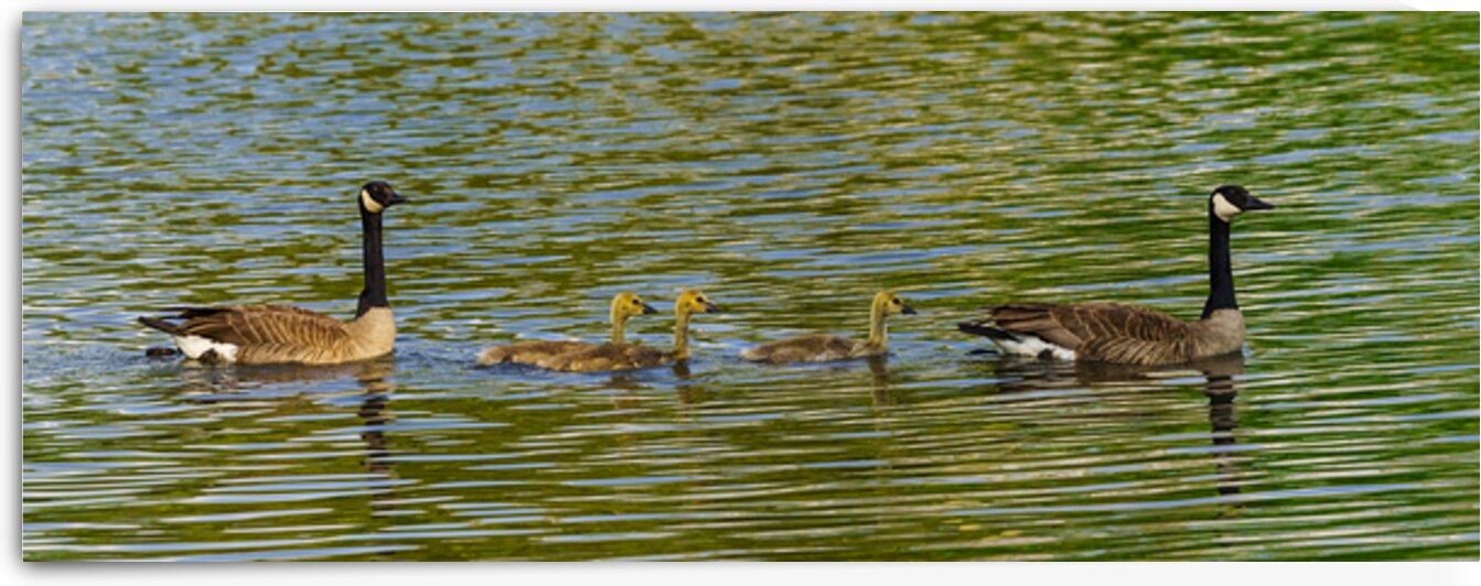 Goose Family Swim Pano by Jennifer White