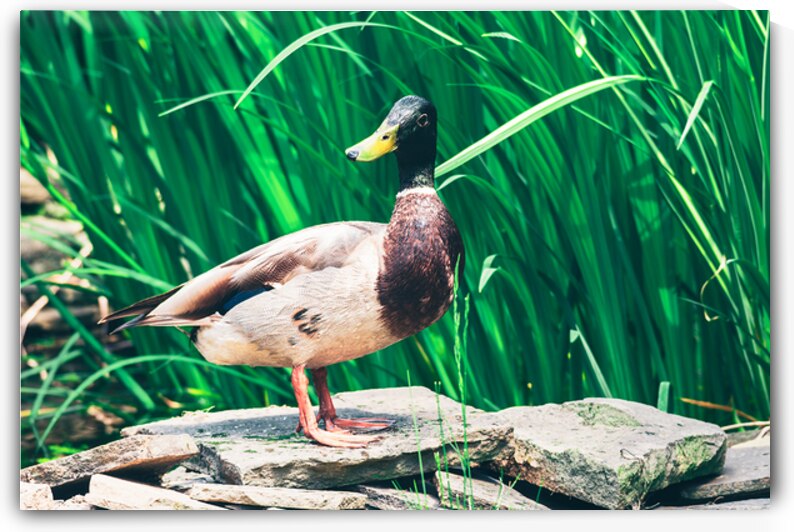 Curious Mallard by Jason Fink