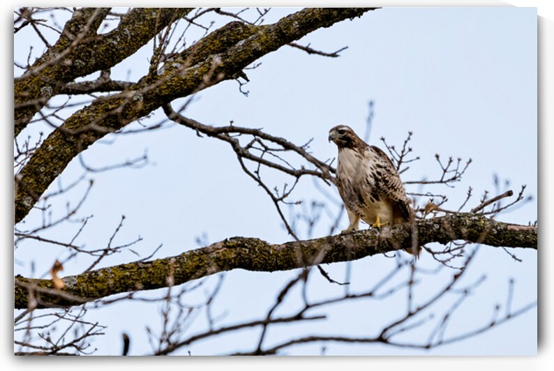 Red Tailed Hawk by Jennifer White