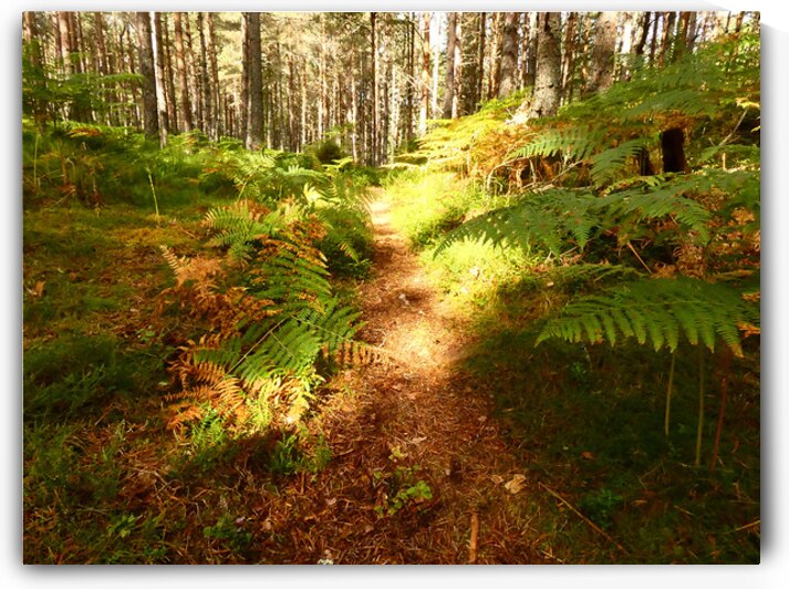 Summers Forest in the Scottish Highlands  by Catriona Roberts Nature Photography and Designs