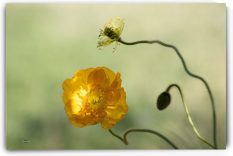 The Poppy by Susan Diann Photography