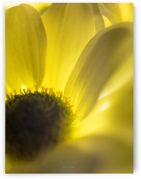 Jaune 4 by Daniel Thibault artiste-photographe