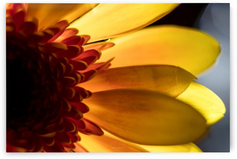 Jaune 3 by Daniel Thibault artiste-photographe