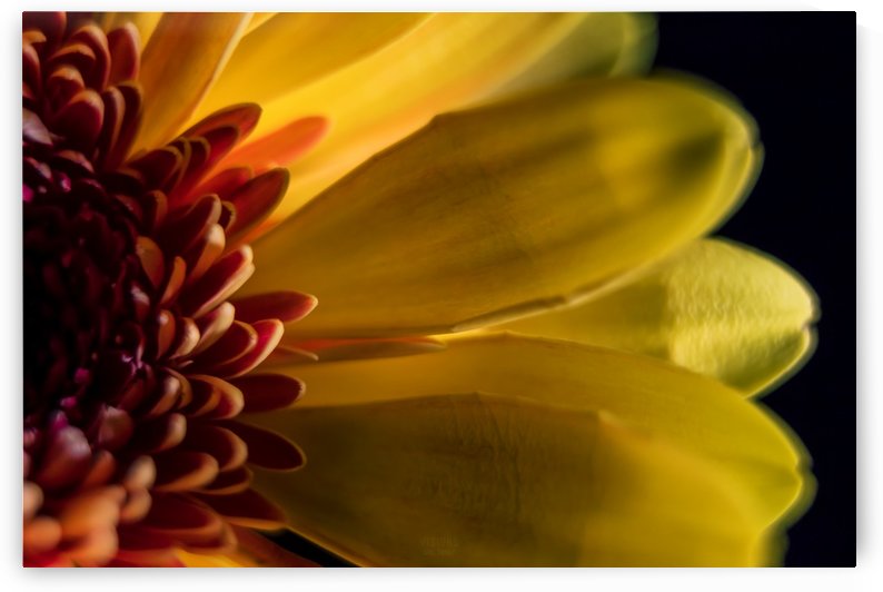 Jaune 1 by Daniel Thibault artiste-photographe