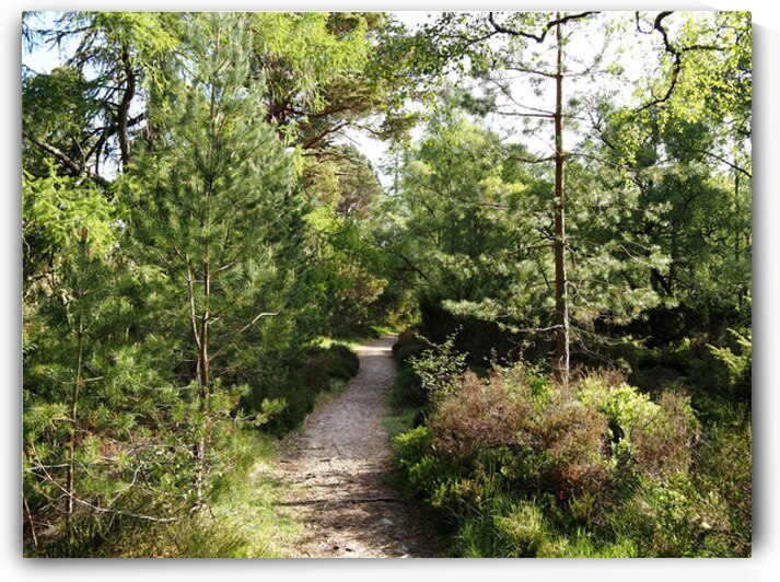   Springs Welcome in the Scottish Highlands                                                                                                                     by Catriona Roberts Nature Photography and Designs