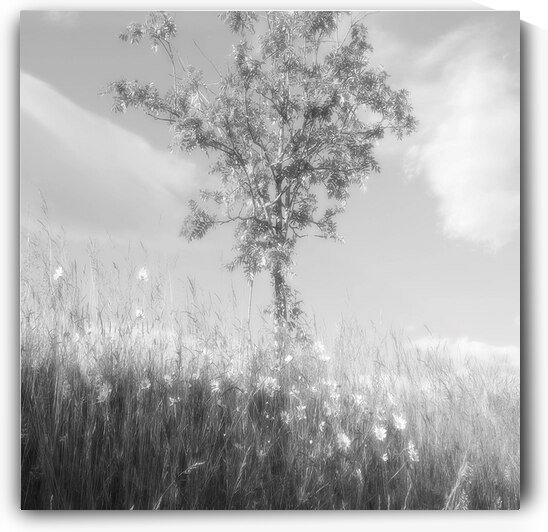 Rowan Tree in Glossy Monochrome Too by Catriona Roberts Nature Photography and Designs