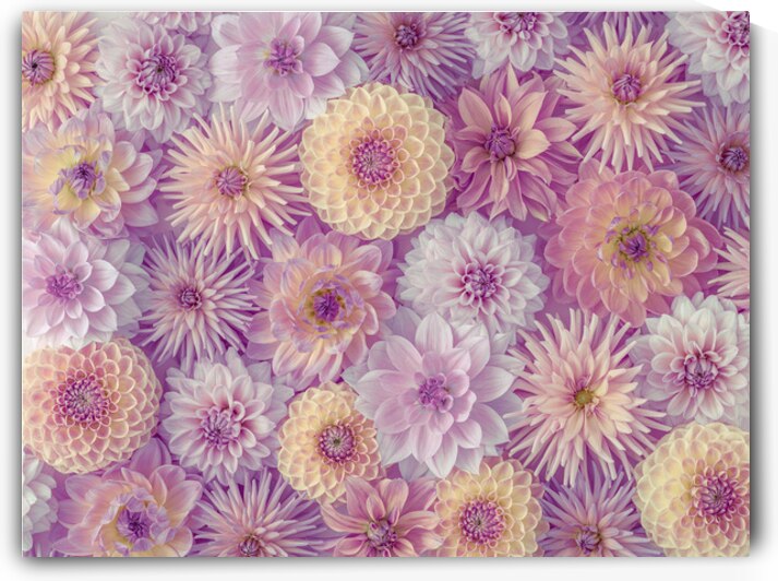 Colorful Dahlia Mosaic by Assaf Frank