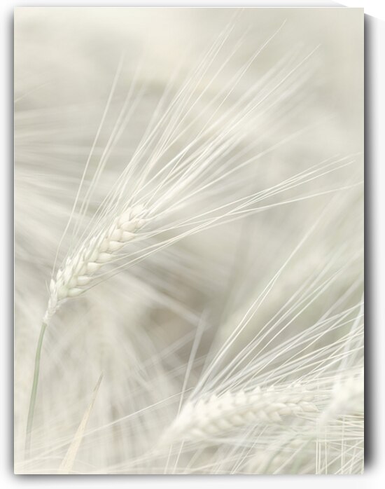 Wheat Wash 2 by Assaf Frank