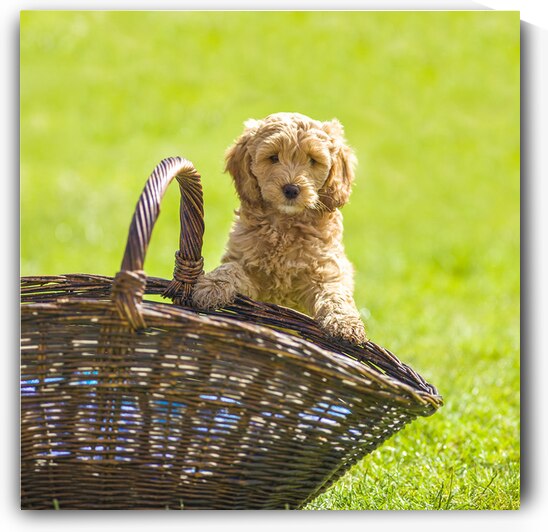 Cute puppies by Assaf Frank