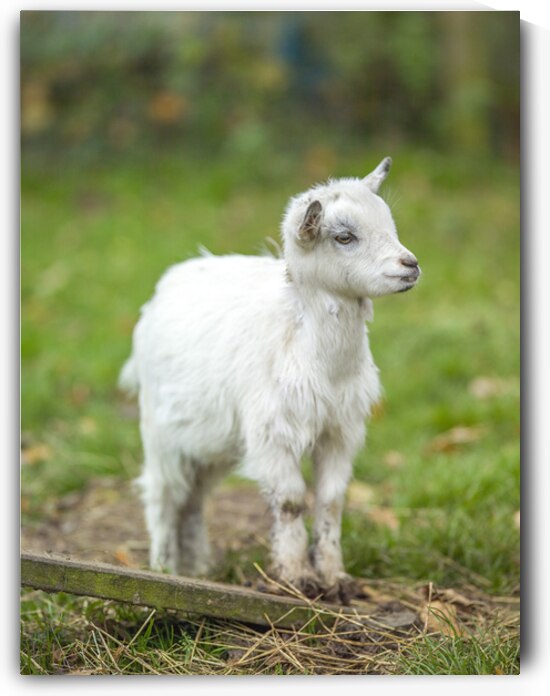Goat in farm by Assaf Frank