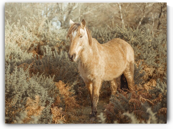 Wild Stallions by Assaf Frank