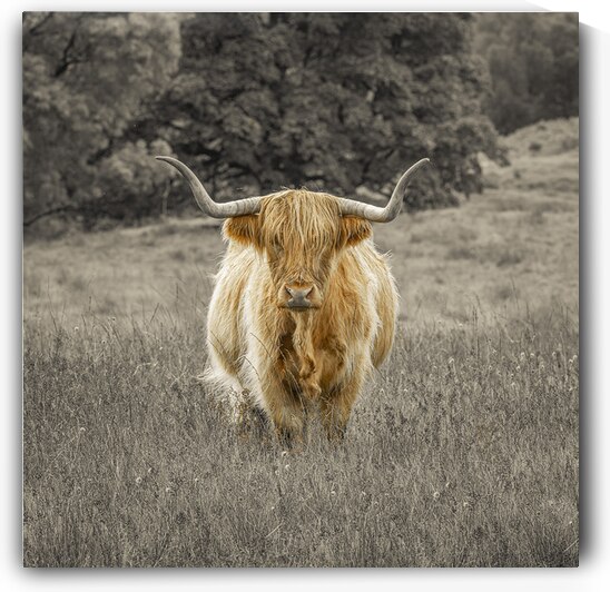Highland Cow by Assaf Frank