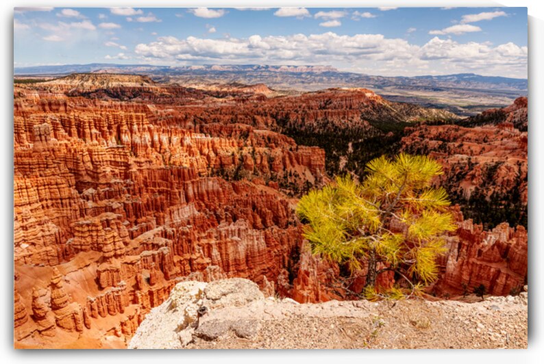Tree On Edge At Inspiration Point by Jennifer White
