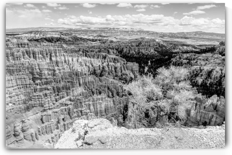 Tree On Edge At Inspiration Point Grayscale by Jennifer White