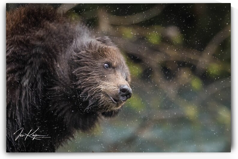 Shake it off by Jos Krynen