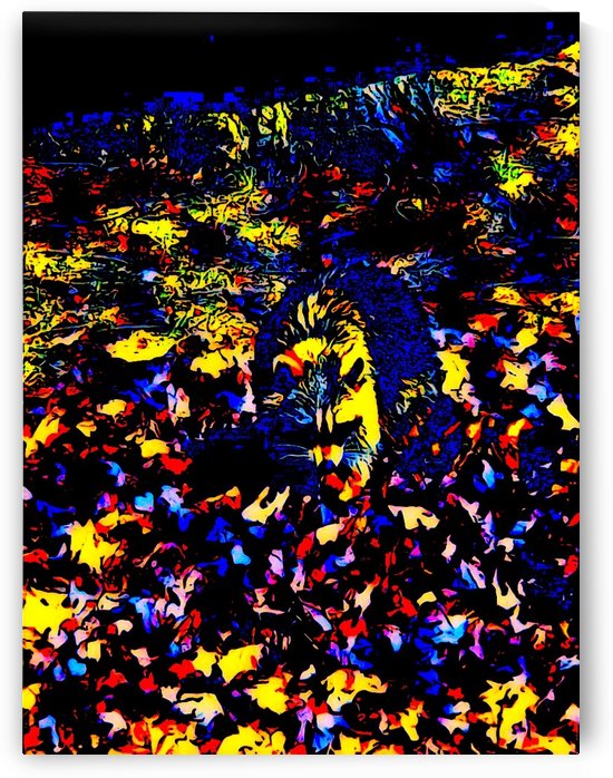 The Friendly Raccoon by ZUBERI KIBWE